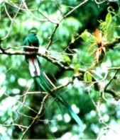 male Quetzal