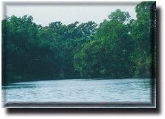 Mangroves at Cuero y Salado Wildlife Reserve