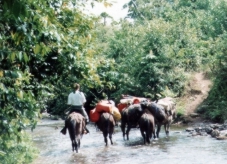 packing with mules